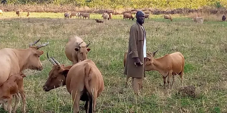Labé/Lélouma: un récidiviste dans le vol de boeufs arrêté
