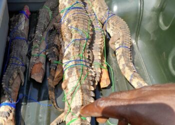 Kagbelen/Dubréka : Un présumé trafiquant de 7 crocodiles mis aux arrêts !