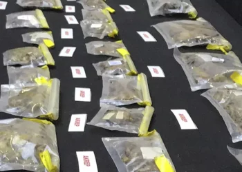 Istanbul : un homme arrêté à l’aéroport avec 1500 scorpions et araignées dans ses bagages 