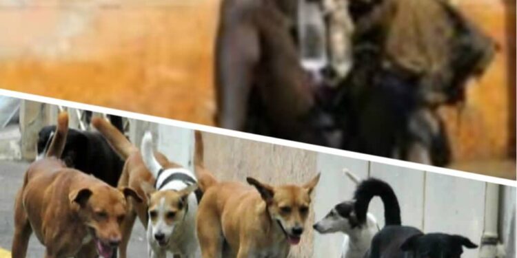 Conakry :  les fous sont souvent accompagnés par des chiens errants, pourquoi ?