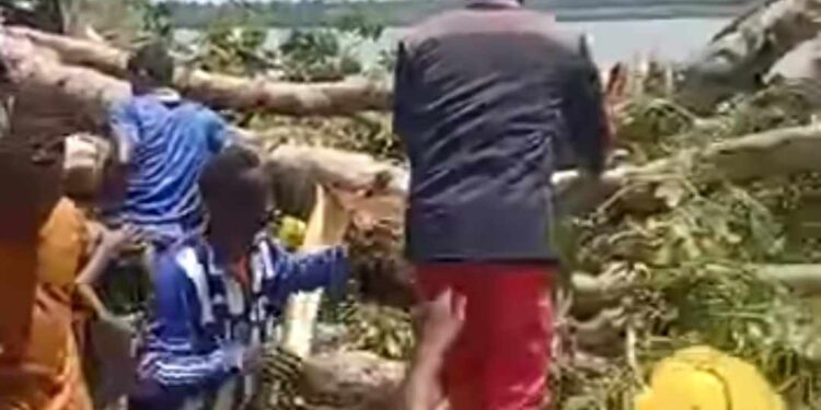 Forecariah : un Baobab tombe sur plusieurs personnes au port de Benty