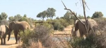 La Namibie prévoit d’abattre 723 animaux sauvages, dont 83 éléphants