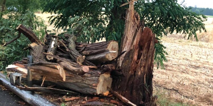 Kouroussa : un arbre tue plusieurs femmes à Kondja