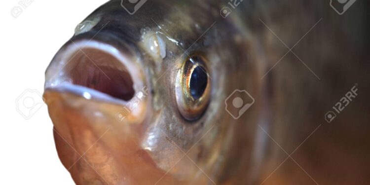 Voici l’avantage de manger la tête du poisson