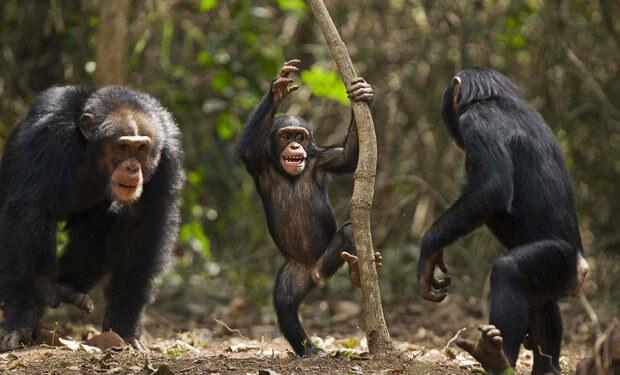 Lola/ Bossou : une colonie des chimpanzés s’attaque à une femme et tue son bébé