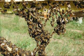 Lelouma : des abeilles attaquent une mosquée et tuent un fidèle musulman à Diala