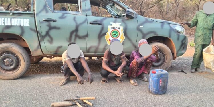 Guinée/Koundara : La Brigade nationale frappe fort contre le trafic de faune et flore !