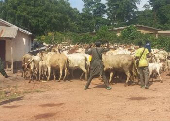 Guinée Forestière : un bain de sang entre éleveurs et agriculteurs – 3 morts et 600 bœufs massacrés dans une guerre rurale hors de contrôle