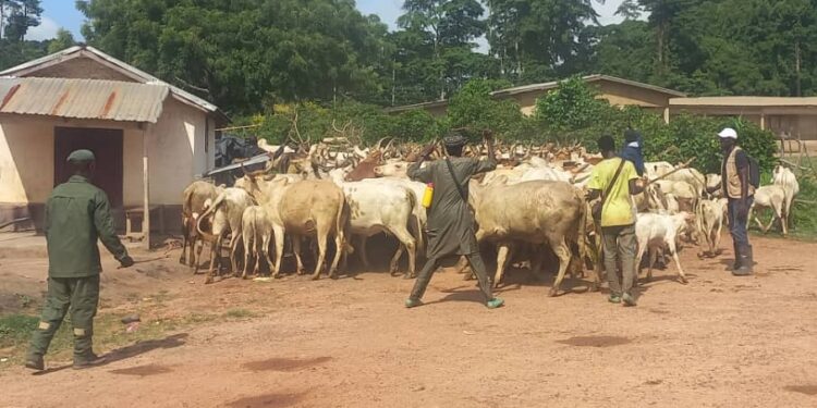 Guinée Forestière : un bain de sang entre éleveurs et agriculteurs – 3 morts et 600 bœufs massacrés dans une guerre rurale hors de contrôle