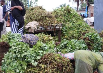 Feuilles de manioc à la sauce caniveau : KM36, marché de la honte