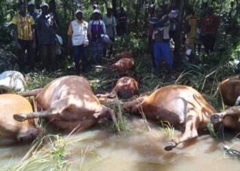 Guinée : le gouvernement interdit formellement les abattages illégaux de bœufs