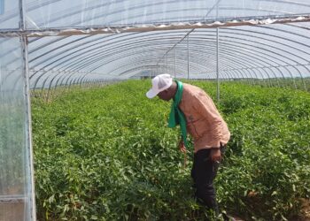 Guinée : À Nzérékoré, Hon. Zoupé Zogbèlèmou, désormais entrepreneur mise sur l’agriculture moderne pour nourrir le projet Simandou