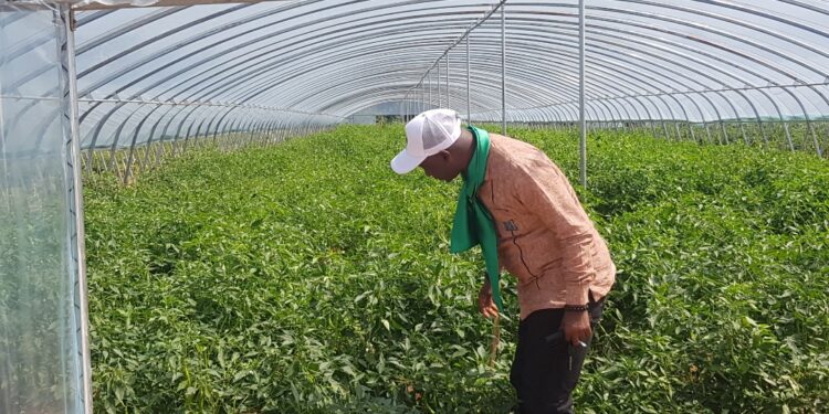 Guinée : À Nzérékoré, Hon. Zoupé Zogbèlèmou, désormais entrepreneur mise sur l’agriculture moderne pour nourrir le projet Simandou