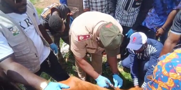 Beyla, 50 000 doses mobilisées pour protéger les troupeaux et les revenus des éleveurs