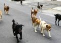 Guinée : 500 000 chiens ciblés par une campagne nationale contre la rage