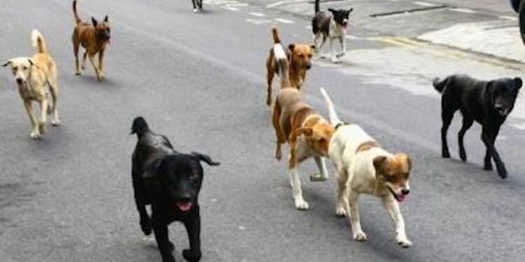 Guinée : 500 000 chiens ciblés par une campagne nationale contre la rage
